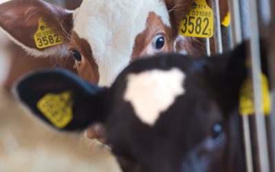 Arbeta förebyggande mot antibiotikaresistenta bakterier i arbetsmiljön