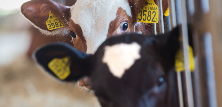 Arbeta förebyggande mot antibiotikaresistenta bakterier i arbetsmiljön