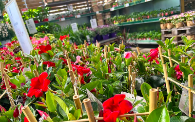 IVL: Blomsterhandlarnas arbetsmiljörisker under lupp