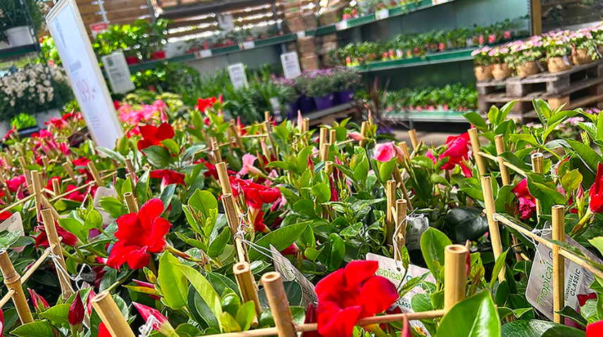IVL: Blomsterhandlarnas arbetsmiljörisker under lupp
